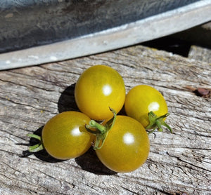 TOMATO CHERRY 'Green Grape' *DWARF* seeds