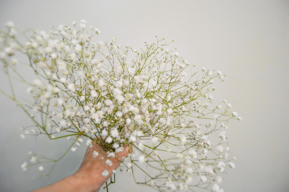 BABY'S BREATH gypsophila 'Snowflake'/ White seeds *Perennial*
