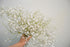 BABY'S BREATH gypsophila 'Snowflake'/ White seeds *Perennial* - Boondie Seeds