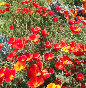 CALIFORNIAN POPPY 'Red Chief' seeds