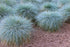 Fescue 'Blue Varna' seeds - Boondie Seeds