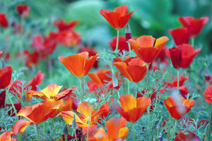 CALIFORNIAN POPPY 'Red Chief' seeds
