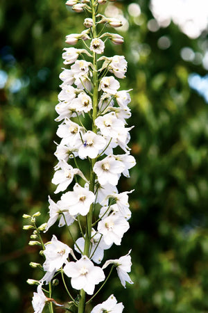 DELPHINIUM Belladonna 'Casa Blanca White' seeds