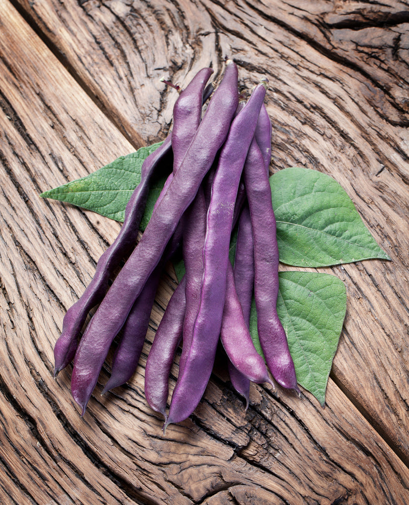 BEAN 'Purple King' seeds Boondie Seeds