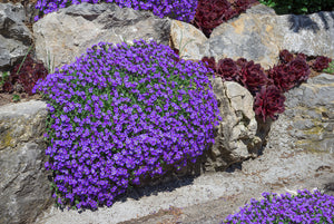 ROCK CRESS 'Dark Violet' Purple / Cushion Plant / Aubretia seeds