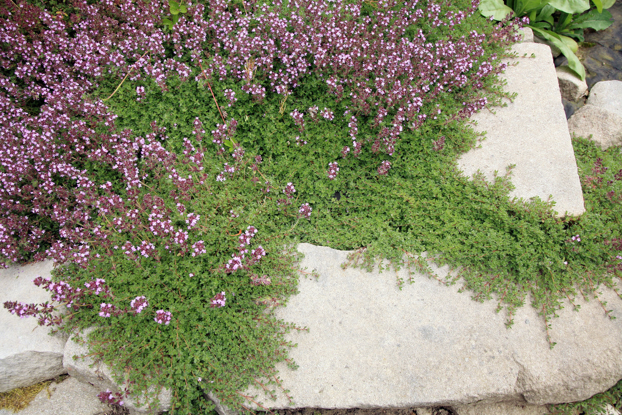 CREEPING THYME / Thymus serpyllum seeds Boondie Seeds