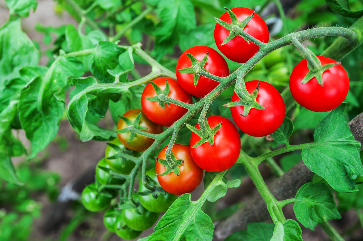 TOMATO CHERRY 'Garden Delight' seeds Boondie Seeds