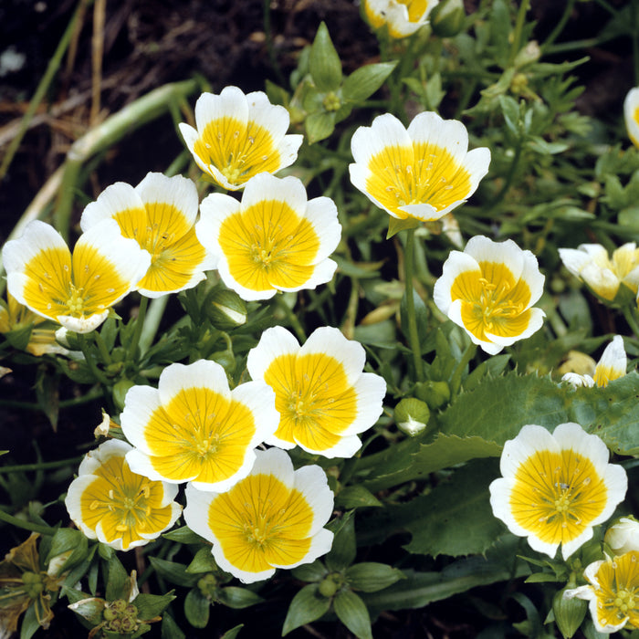 POACHED EGG PLANT / Limnanthes douglasii seeds