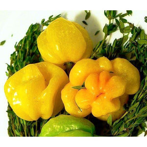 CHILLI 'Jamaican Yellow' - Boondie Seeds