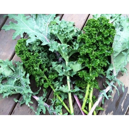 Kale Varieties Different Cultivars/varieties Of Kale. Curly