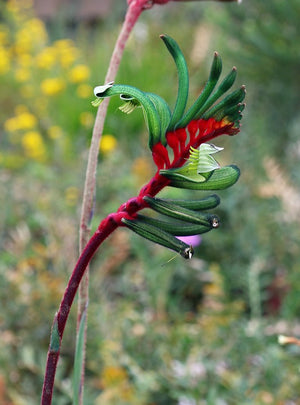 KANGAROO PAW 'Red and Green' / ANIGOZANTHOS MANGLESII seeds *NATIVE*