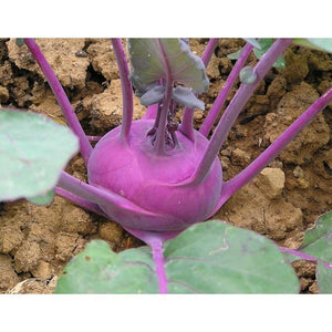 KOHL RABI 'Purple Vienna' - Boondie Seeds