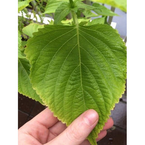 PERILLA / Shiso 'Korean Green' - Boondie Seeds
