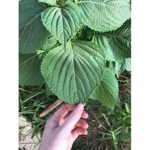 PERILLA / Shiso 'Korean Green' seeds