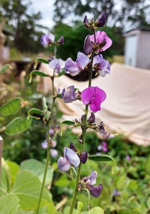 BEAN INDIAN / LABLAB / HYACINTH 'Purple Flowered' seeds