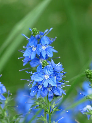 VERONICA 'Royal Blue' seeds
