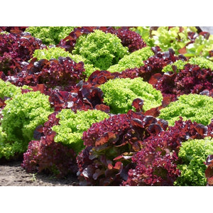 LETTUCE 'Salad Bowl Mix' Green and Red - Boondie Seeds