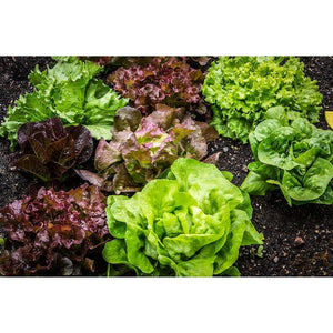 LETTUCE COLLECTION 6 packets - Boondie Seeds