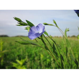 BLUE FLAX / Linseed / Common Flax - Boondie Seeds