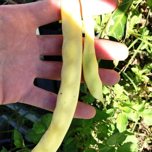 BEAN CLIMBING 'Marie Vining' seeds