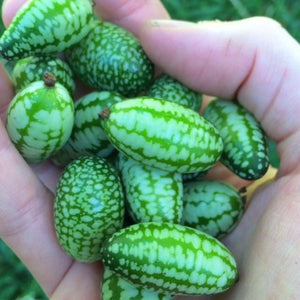 Mexican Sour Gherkin  / melothria scabra / Mouse Melon - Boondie Seeds