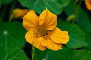 NASTURTIUM 'Golden' seeds