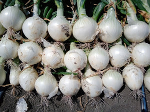MINI ONION 'Pompei' / Pearl onion seeds
