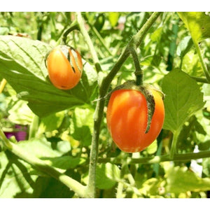 TOMATO 'Orange Cherry' - Boondie Seeds