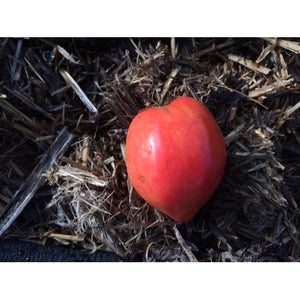 TOMATO 'Oxheart' - Boondie Seeds