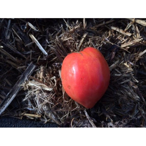 TOMATO 'Red Oxheart' seeds