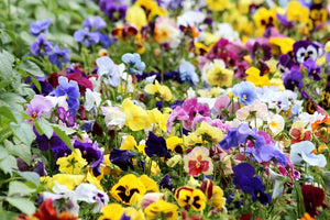 PANSY 'Swiss Giants Mixed' seeds