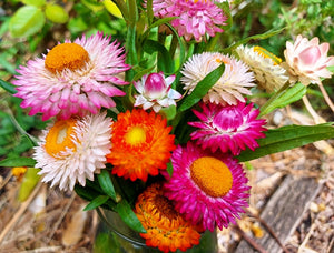 PAPER DAISY 'Dwarf Mix' / EVERLASTING DAISY / STRAWFLOWER seeds *Good for pots*