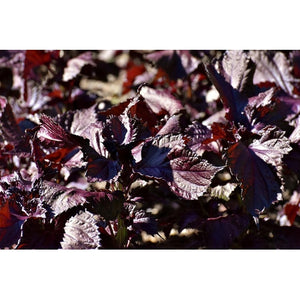 PERILLA 'Purple / Red' Shiso - Boondie Seeds