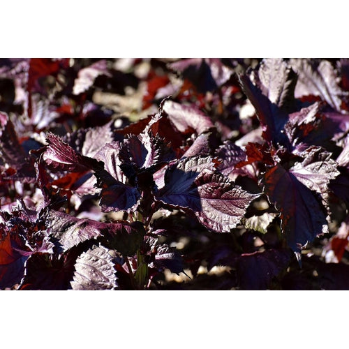 PERILLA 'Purple / Red' Shiso seeds