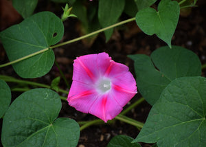 MORNING GLORY 'Pink Star' seeds
