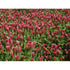 CRIMSON CLOVER - Boondie Seeds
