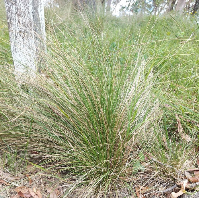 Tussock / LANDSCAPING Grass - Poa Labillardieri *Native* seeds