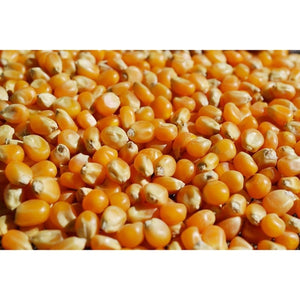 POPCORN / Corn - Boondie Seeds
