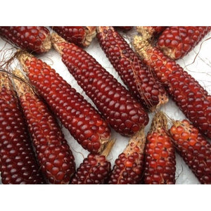 BABY CORN 'Strawberry Mini' / Popcorn - Boondie Seeds