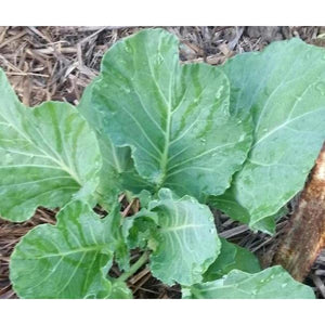 Couve Tronchuda / Portugese Cabbage / Collard / Kale - Boondie Seeds