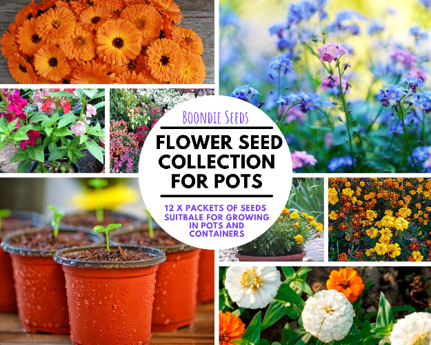 FLOWER SEEDS FOR POTS AND CONTAINERS collection 12 packets Boondie