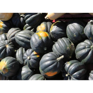 WINTER SQUASH 'Table Queen Acorn' / Pumpkin *ORGANIC* - Boondie Seeds