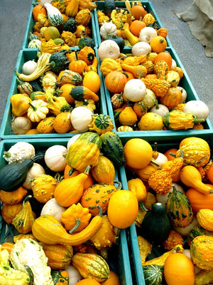 GOURD Ornamental Mixed seeds