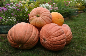 PUMPKIN 'Dills Atlantic Giant' or 'Worlds Largest' seeds