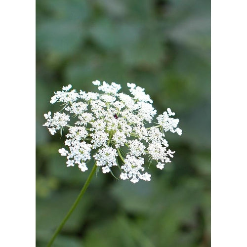 QUEEN ANNE'S LACE seeds