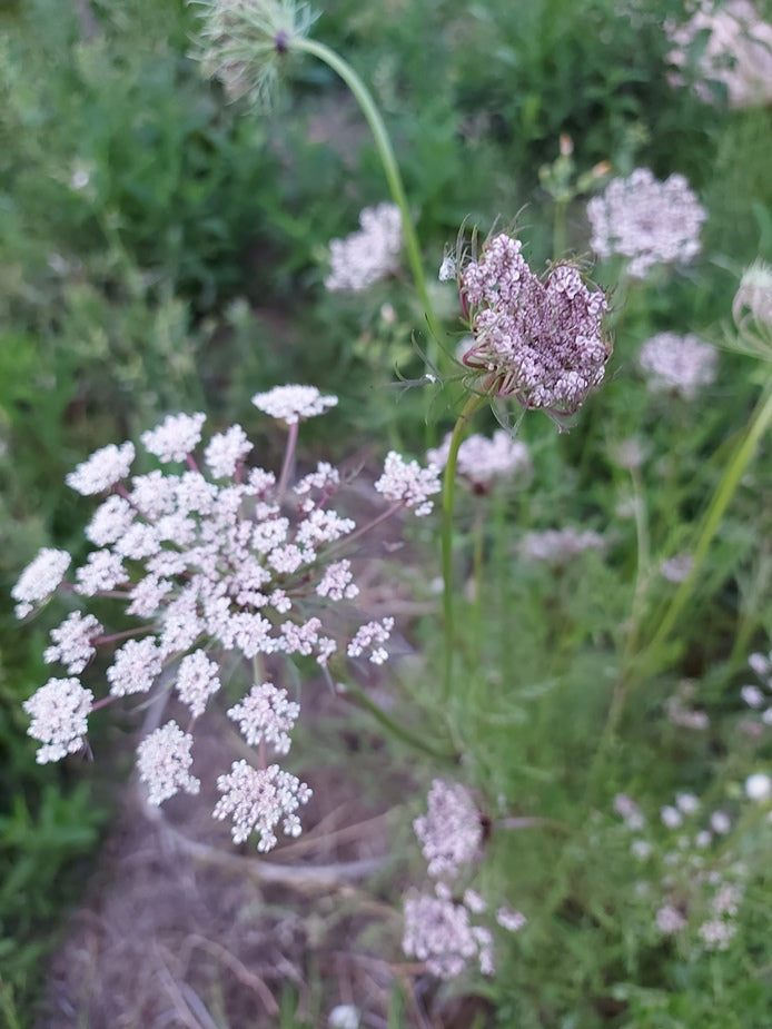 QUEEN ANNE'S LACE 'Chocolate' seeds