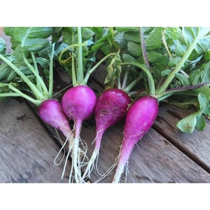 RADISH 'Purple Plum' - Boondie Seeds