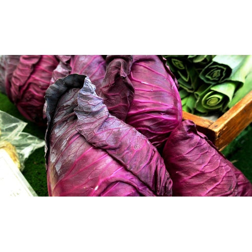 CABBAGE 'Kalibos' - Boondie Seeds