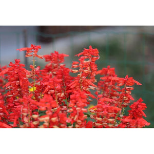 SALVIA 'Early Bonfire Red' - Boondie Seeds