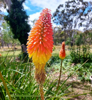 RED HOT POKER 'Mix' / TORCH LILY / Kniphofia uvaria seeds